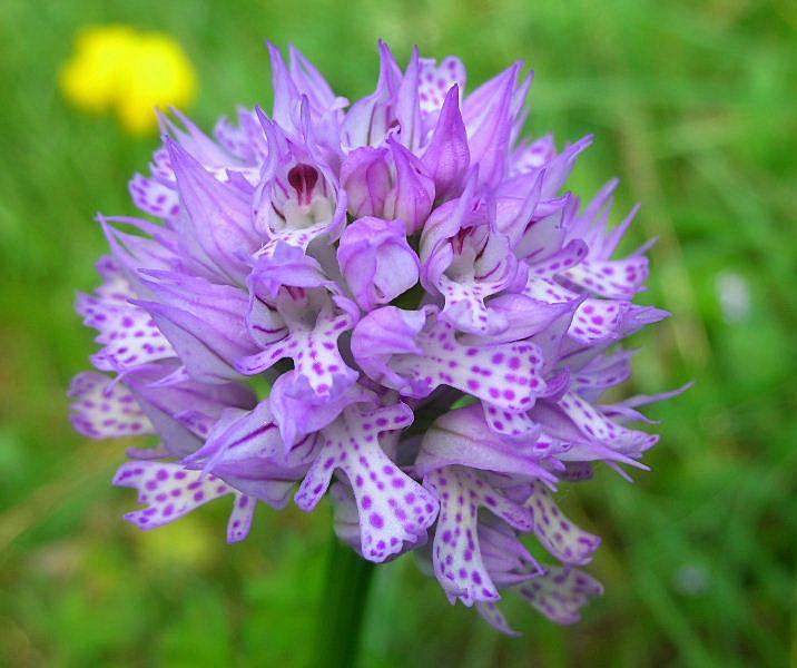 Orchis tridentata